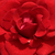 Crvena  - Floribunda ruže - Hansestadt Lübeck®
